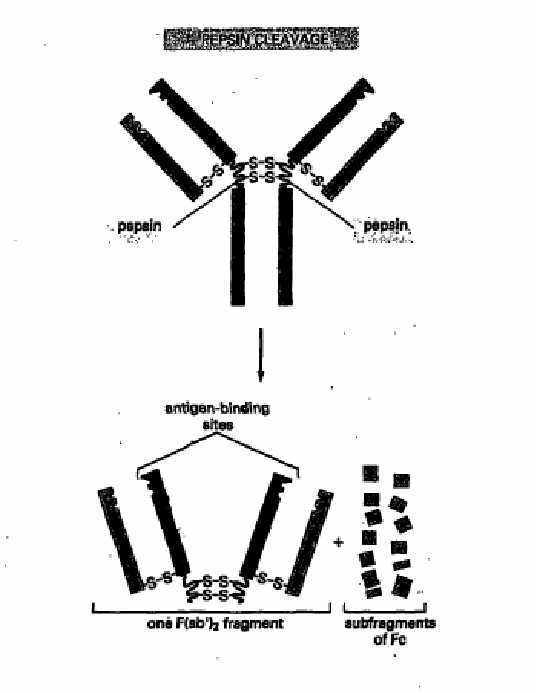 Figure on page 5 of the opinion